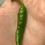 Capsicum frutescens Фрукт