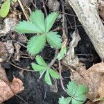 Potentilla simplex Leaf