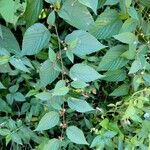 Melochia nodiflora Hábito