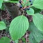 Cornus rugosa Blatt