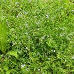 Myosotis minutiflora Likasa