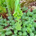 Petrosedum forsterianum Blomst