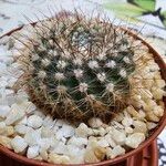 Parodia microsperma Hoja