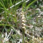 Neotinea maculata Blomst