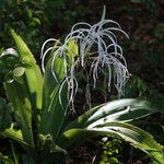 Hymenocallis caribaea Flors