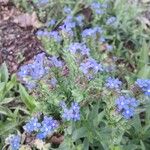 Anchusa officinalis Цвят