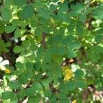 Haematoxylum campechianum Blad