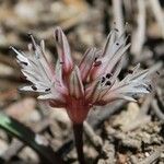 Allium burlewii Květ