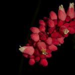 Chytranthus edulis Fruit