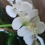 Aponogeton distachyos Blüte