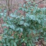 Ilex aquifolium Elinympäristö