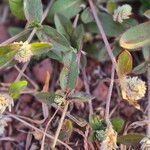 Gomphrena celosioides Квітка