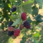 Rubus fruticosusПлід