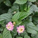 Lantana camara Fleur