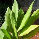 Curcuma longa Leaf