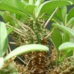 Euphorbia eustacei