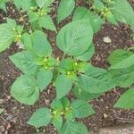 Physalis philadelphica Fuelha