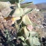 Polygala tinctoriaFleur