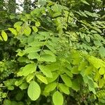 Robinia viscosa Ліст