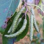 Alnus cordata Fruit