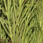 Buchnera pusilla List