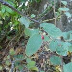 Cotoneaster integerrimus Bark