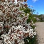 Amelanchier × lamarckiiFlor