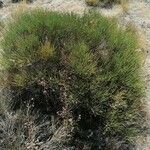 Ephedra viridis Leaf