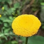 Leucanthemum virgatum 花