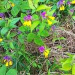 Melampyrum subalpinum 花