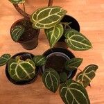 Anthurium crystallinum Hoja
