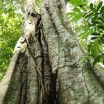 Gilletiodendron kisantuense Bark