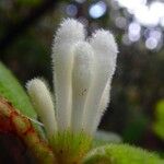 Psychotria fuscopilosa Flor