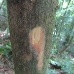 Mouriri gleasoniana 樹皮