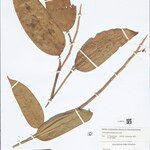 Ischnosiphon puberulus Hoja