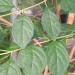Tinnea aethiopica Leaf