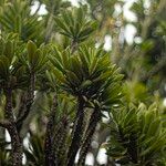 Euphorbia neriifolia Hoja