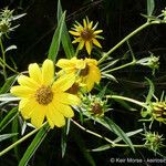 Helianthus californicus 花