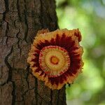 Napoleonaea imperialis Floare