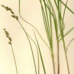 Carex elongata Buveinė