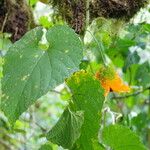 Momordica foetida Leaf