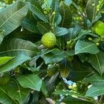 Brosimum alicastrum Fruchs