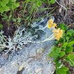 Artemisia glacialis Blomma