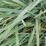 Hesperantha coccinea Leaf