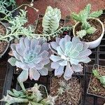 Echeveria × sayulensisHostoa