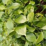 Ruscus hypophyllum Leaf