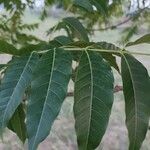 Toona ciliata Blad