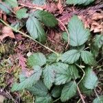 Rubus ursinus 葉