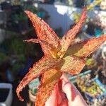 Aloe rauhii ReynoldsBlatt