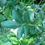 Schinus terebinthifolius List